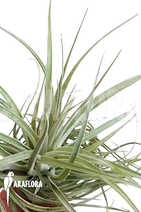 Tillandsia gardnerii