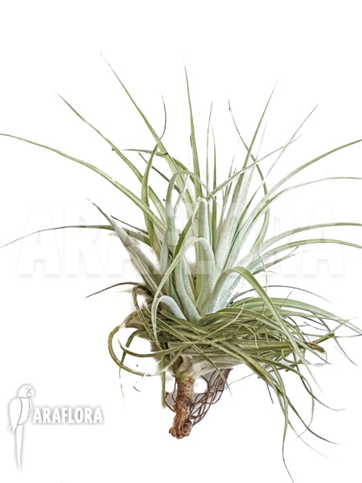 Tillandsia gardnerii