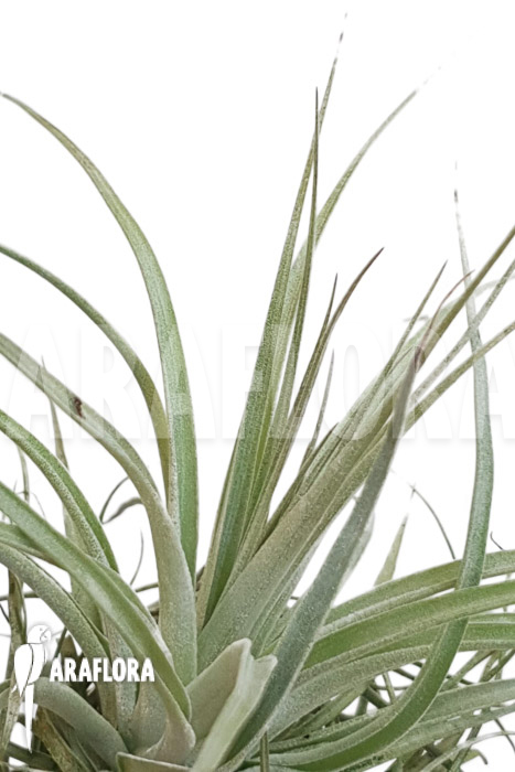 Tillandsia gardnerii