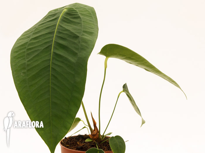 Anthurium peltigerum