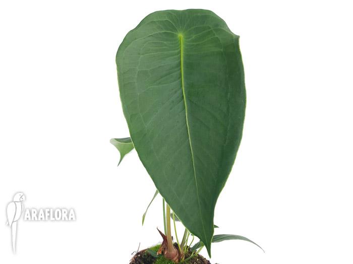 Anthurium peltigerum