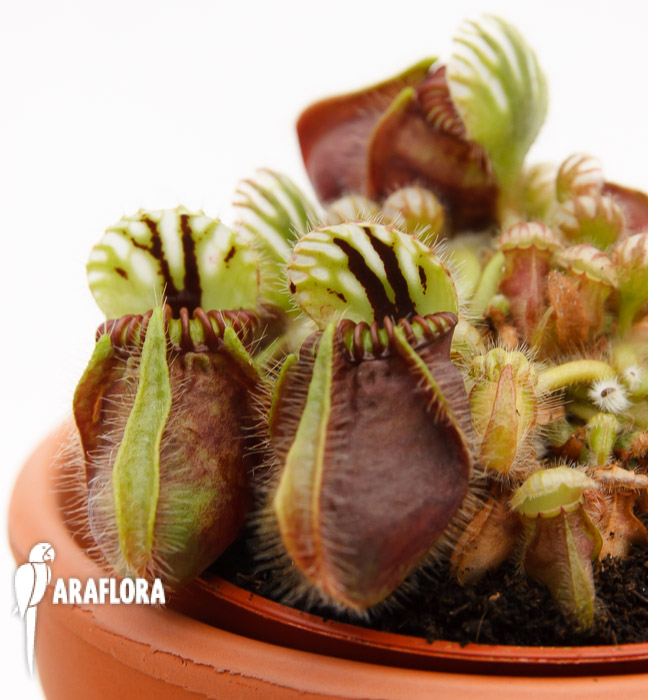 Cephalotus follicularis