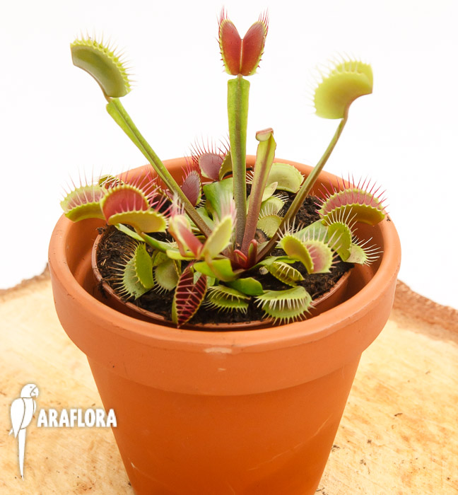Dionaea muscipula