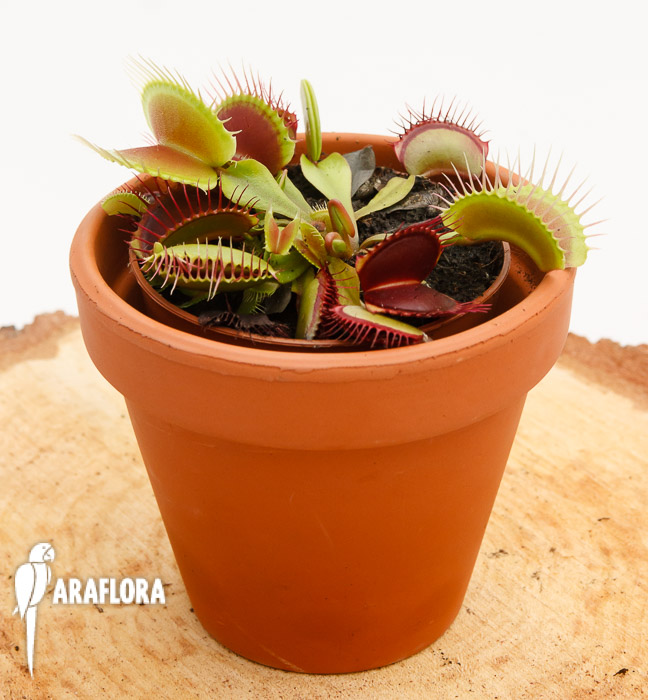 Dionaea muscipula ‘XL’
