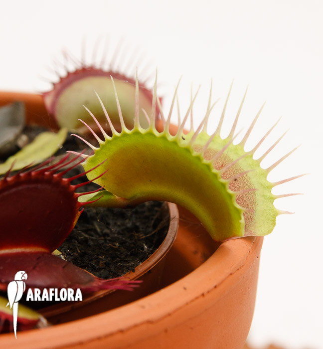Dionaea muscipula ‘XL’