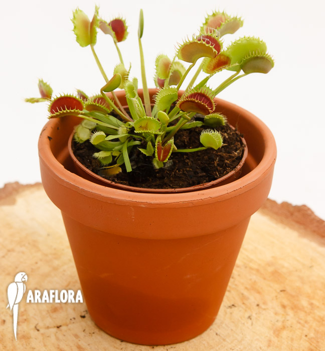 Dionaea muscipula ’the Zipp’
