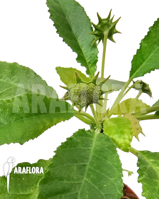 Dorstenia foetida ‘XL’