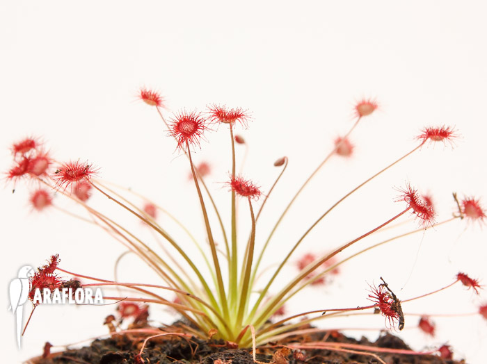 Drosera paradoxa