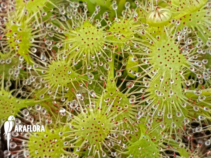 Drosera x beleziana ‘Starter’