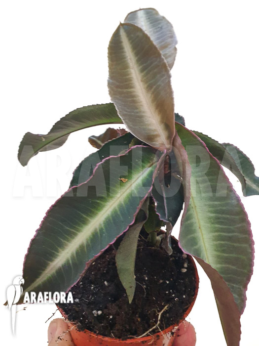 Labisia pumila ‘XL’