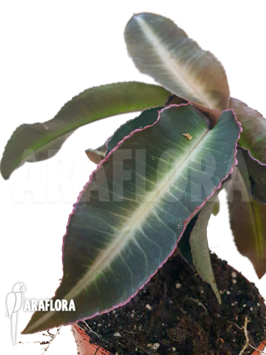Labisia pumila ‘XL’
