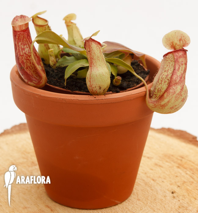 Nepenthes x ‘Gaya’