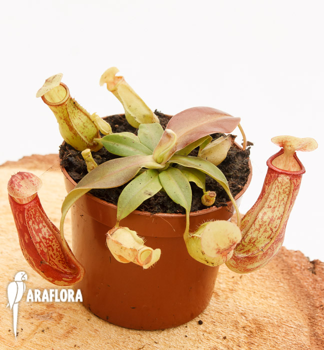 Nepenthes x ‘Gaya’