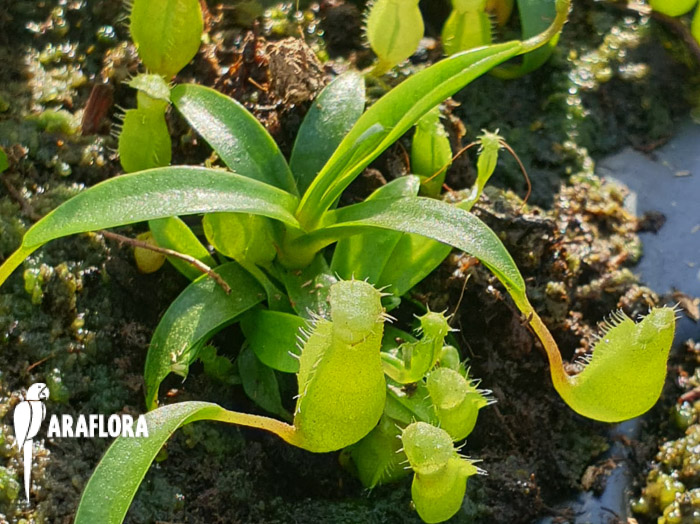 Nepenthes aristolochioides x spectabilis