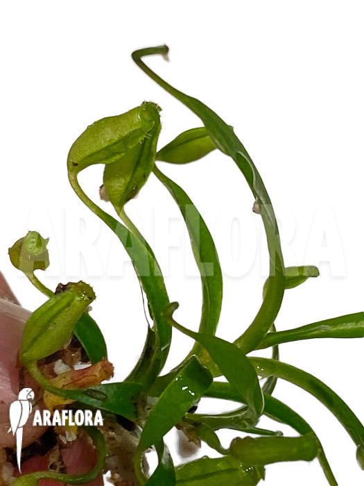 Nepenthes flava ‘Starter’