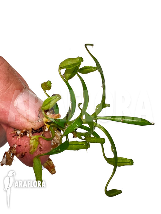 Nepenthes flava ‘Starter’