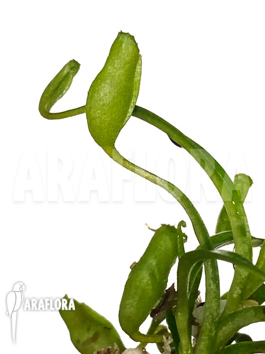 Nepenthes flava ‘Starter’