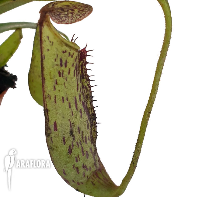 Nepenthes fusca