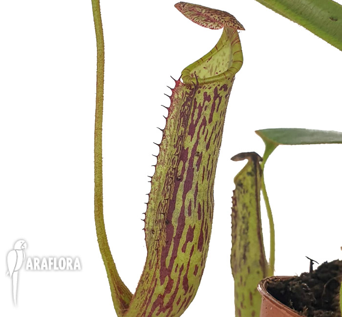 Nepenthes fusca