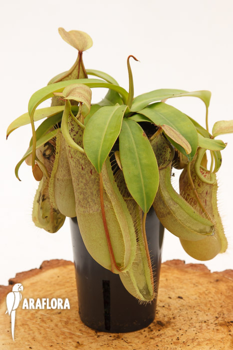 Nepenthes hispida ‘Beck’