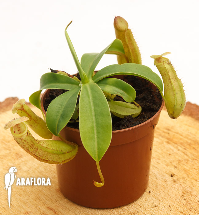 Nepenthes hispida
