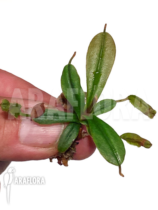 Nepenthes vieillardii ‘Starter’