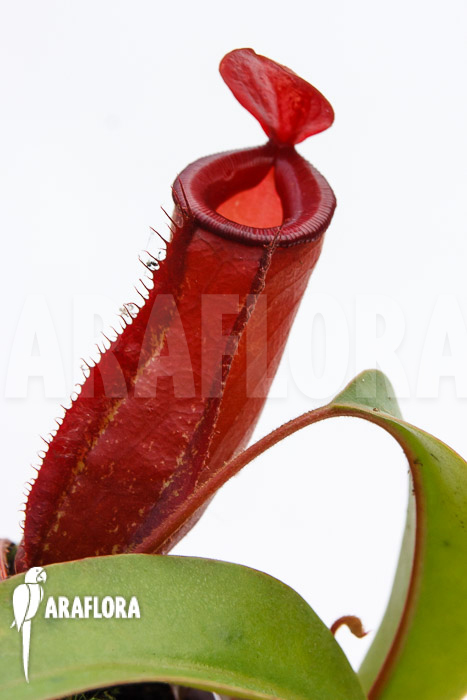 Nepenthes x ‘Bloody Mary’