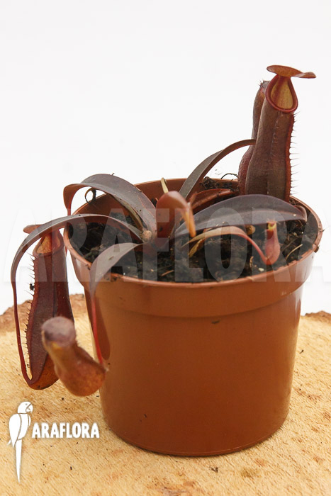 Nepenthes x ‘Rebecca Soper’