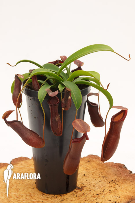 Nepenthes x singalana