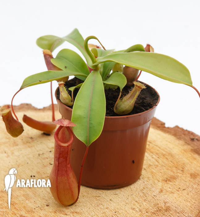Nepenthes x ventrata