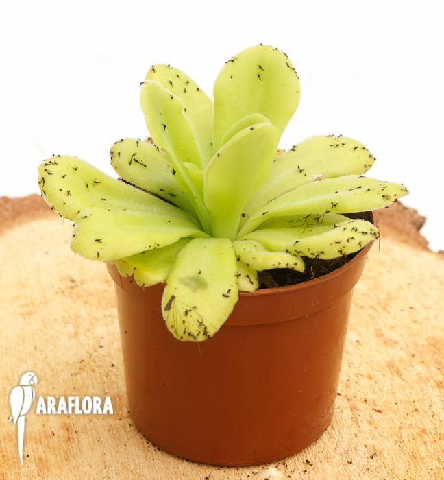 Pinguicula agnata flower