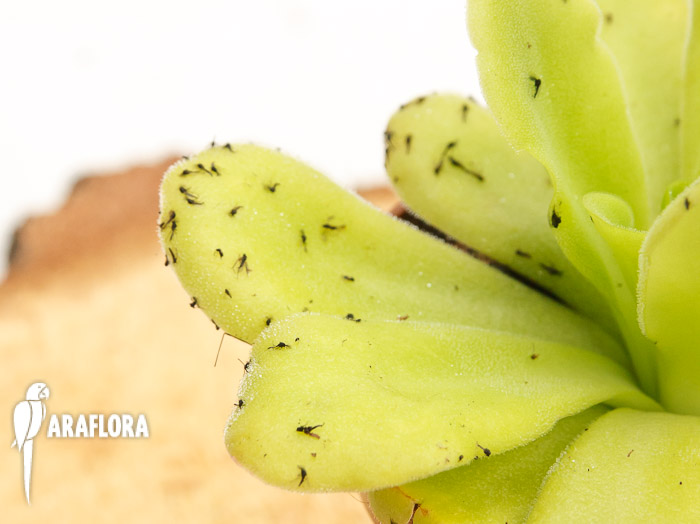 Pinguicula-agnata-CF-4