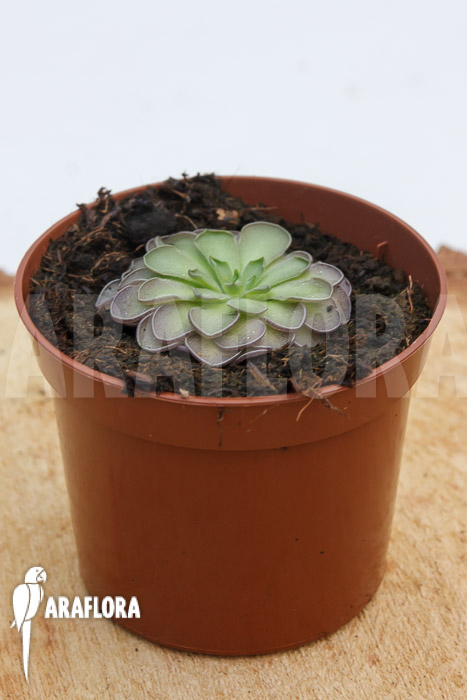 Pinguicula cyclosecta