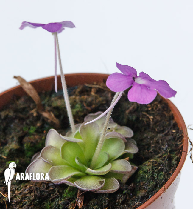 Pinguicula cyclosecta