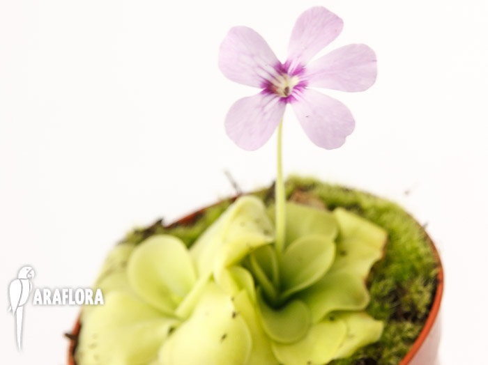 Pinguicula x ‘Tina’