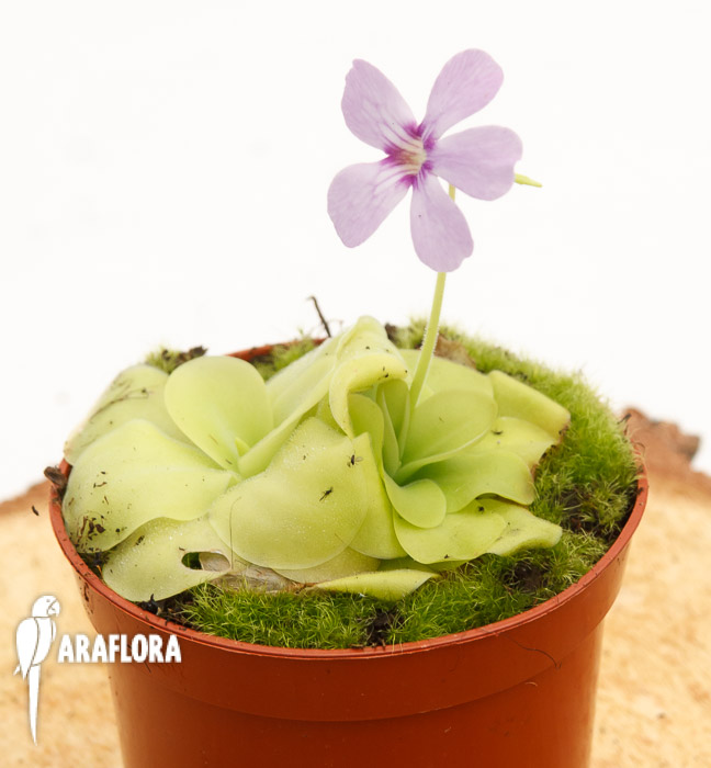 Pinguicula x ‘Tina’