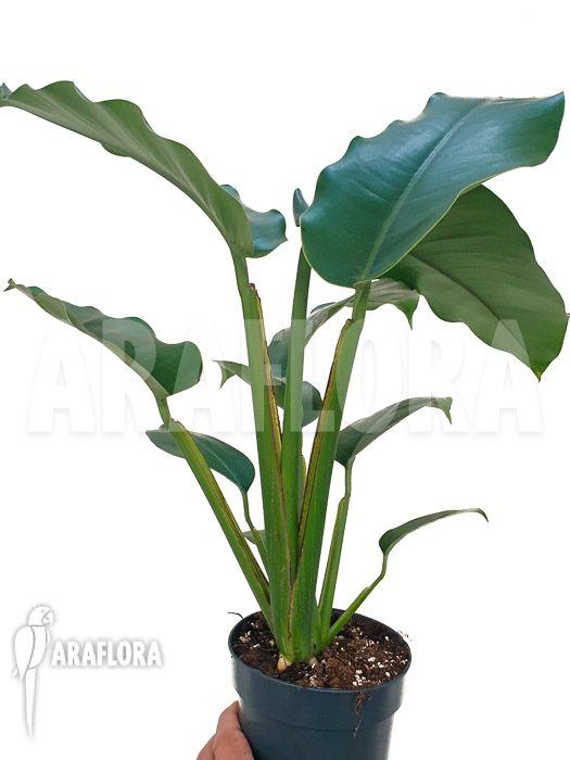 Rhaphidophora megaphylla