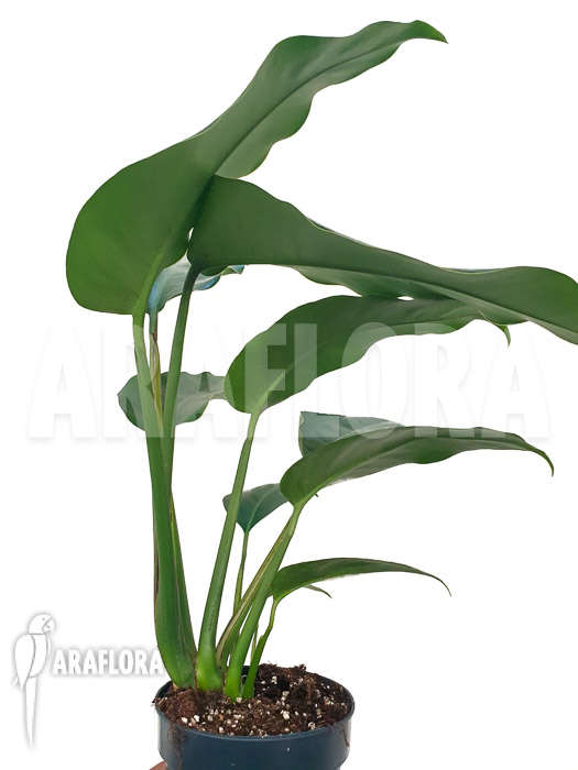 Rhaphidophora megaphylla