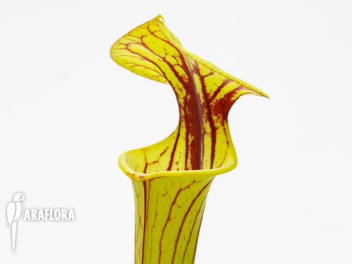 Sarracenia flava ‘Redneck’