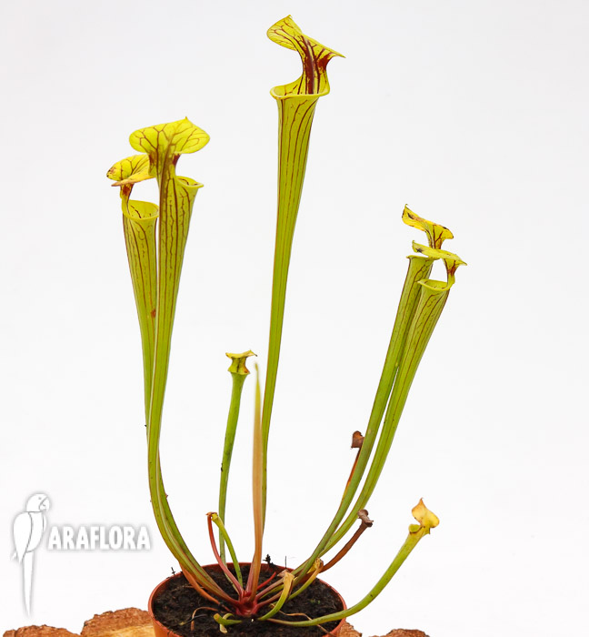 Sarracenia flava ‘Redneck’