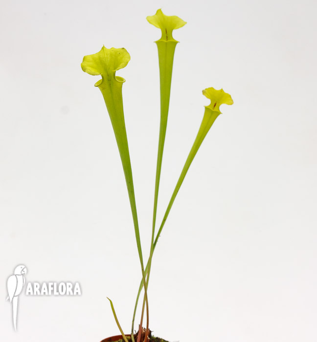 Sarracenia flava var. Maxima