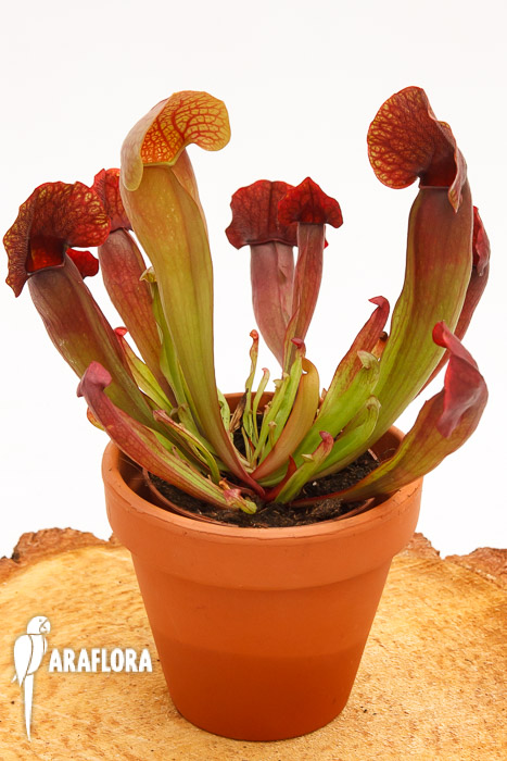 Sarracenia x ‘Barbapapa’