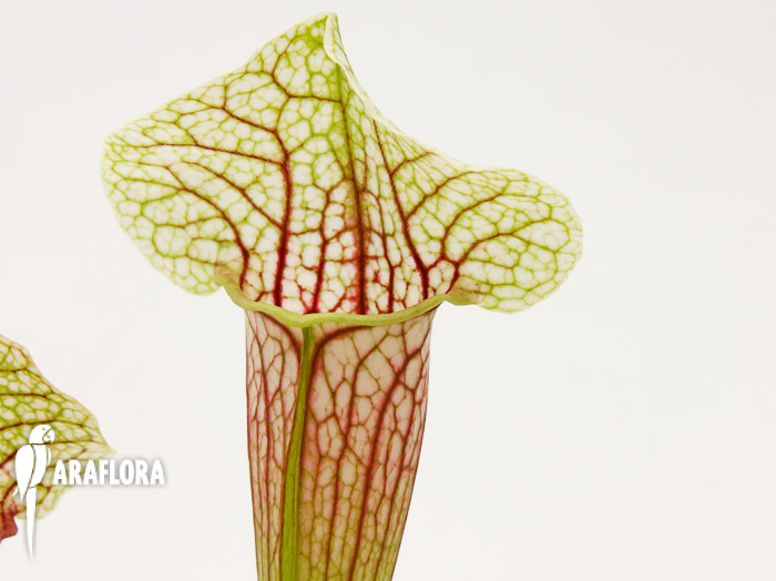 Sarracenia x ‘Eva’