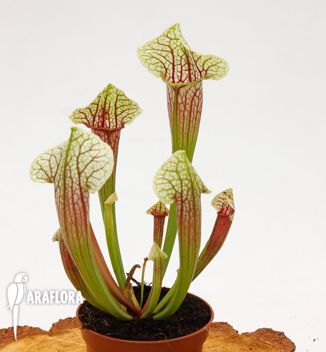 Sarracenia x ‘Eva’