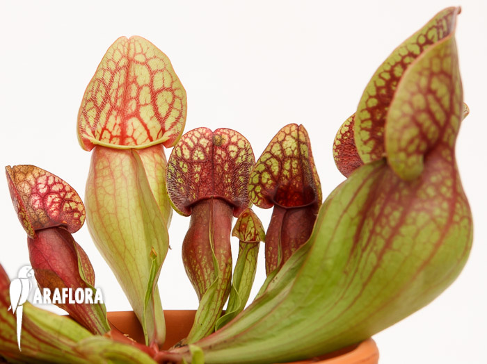 Sarracenia x ‘Hans’
