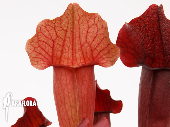 Sarracenia x ‘Maroon’
