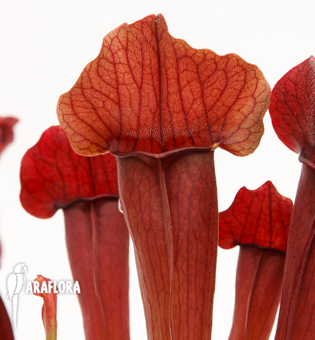Sarracenia x ‘Maroon’