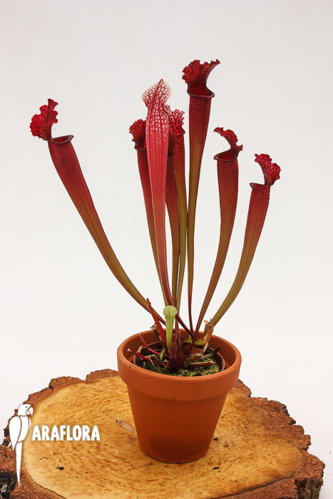 Sarracenia x ‘Stephensii’