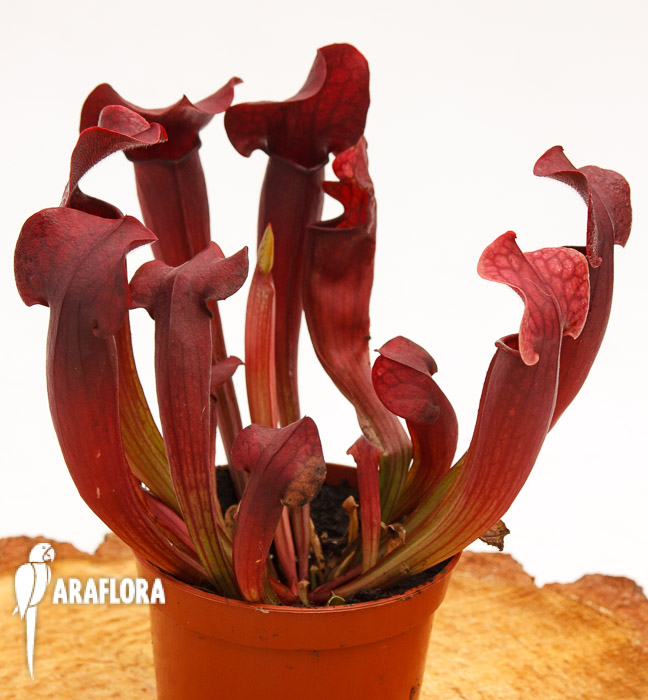 Sarracenia x ‘Tess’