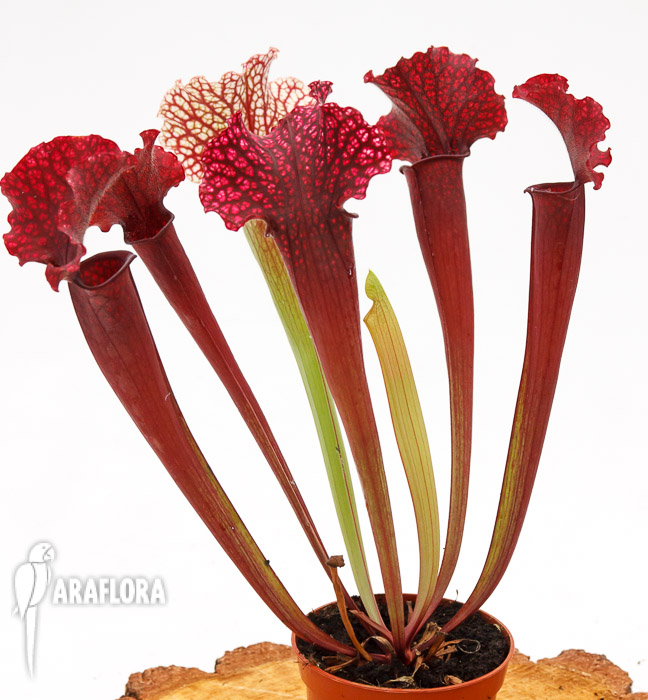Sarracenia x ‘Thomas’